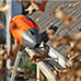 EZ Smart Gutter Cleaner