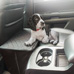 Pet Car Seat Extender
