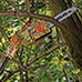 Earthwise 40V Convertible Pole Saw