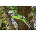 Earthwise 20V Li-ion Pole Saw