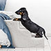 Pet Parade ZB8261 Pet Steps