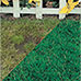 Canada Grass Seed - 4lbs.
