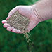 Canada Grass Seed - 4lbs.