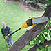 Open Box Electric Pole Saw